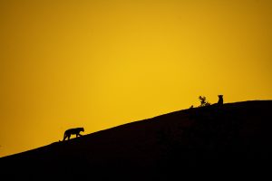 Leopard Haven Jawai
