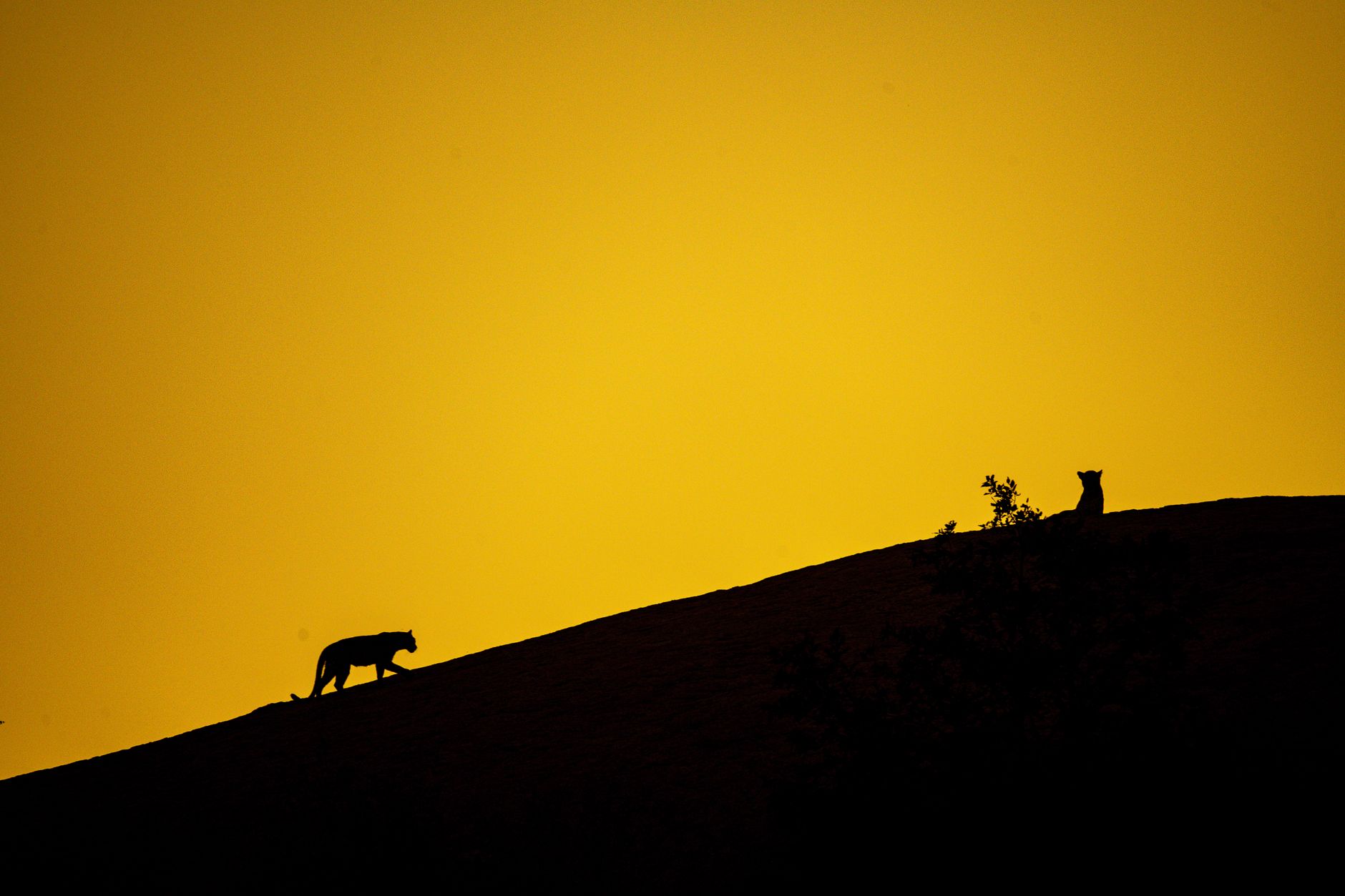 Leopard Haven Jawai